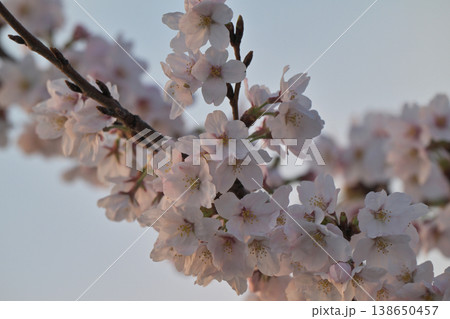 桜咲く 138650457