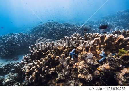 Blue sea with amazing living corals and sun rays. Tranquil underwater scene with copy space. Blue sea with amazing living corals and sun rays. Tranquil underwater scene with copy space. 138650982