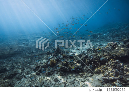 Tropical blue sea with school of black fish underwater. Ocean wild life background Tropical blue sea with school of black fish underwater. Ocean wild life background 138650983