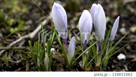 Purple flowers bloom in early spring near a garden path surrounded by green grass on a bright day 138651062