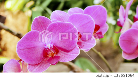 Orchids with bright pink flowers growing in a garden during sunny weather in spring Orchids with bright pink flowers growing in a garden during sunny weather in spring 138651064
