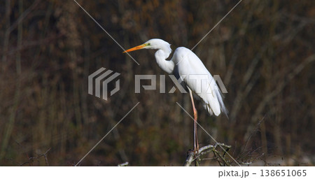 Great egret perches on branch near calm water during daylight in a natural setting Great egret perches on branch near calm water during daylight in a natural setting 138651065
