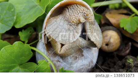 Unusual snail shell found in a forest during early morning hours among green plants and leaves 138651073