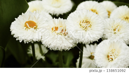 Garden scene shows white daisies blooming in a flower bed with green leaves around during daytime in spring season 138651092
