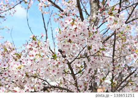 Cherry Blossom Tree Cherry Blossom Tree 138651251