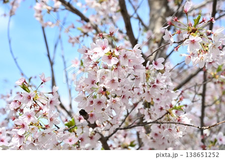Cherry  Tree Blossom Branch 138651252