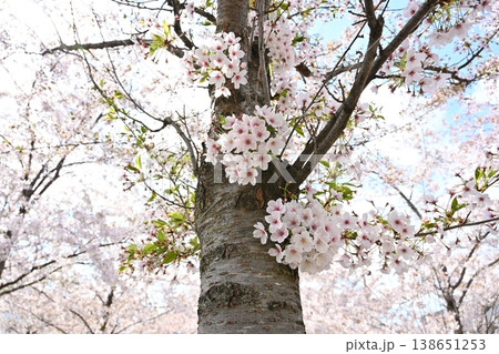 Cherry Blossom Tree Trunk Cherry Blossom Tree Trunk 138651253