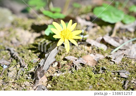 Yellow lesser celandine flower blooming on mossy forest floor Yellow lesser celandine flower blooming on mossy forest floor 138651257