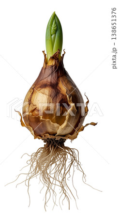 Sprouting flower bulb with white roots and a green shoot emerging from the top, isolated on transparent background, representing new growth and spring planting Sprouting flower bulb with white roots and a green shoot emerging from the top, isolated on transparent background, representing new growth and spring planting 138651376