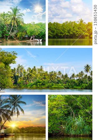 Tropical River Landscapes and Mangrove Forest Collage 138651430