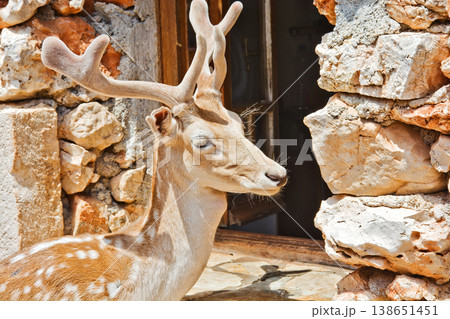 A young deer with velvet antlers standing beside an open window 138651451