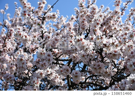 Blossoming Almond Tree Branches in Spring Sunlight Blossoming Almond Tree Branches in Spring Sunlight 138651460