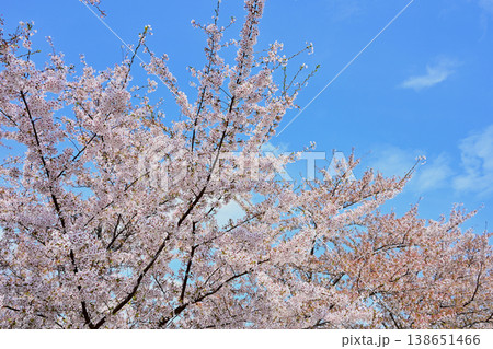 Cherry blossom tree branches with pink flowers against blue sky Cherry blossom tree branches with pink flowers against blue sky 138651466