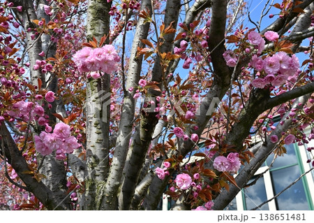 Clusters of pink double cherry blossoms on thick branches in spring Clusters of pink double cherry blossoms on thick branches in spring 138651481