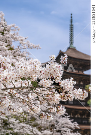 桜越しに望む瑠璃光寺五重塔 桜越しに望む瑠璃光寺五重塔 138651641