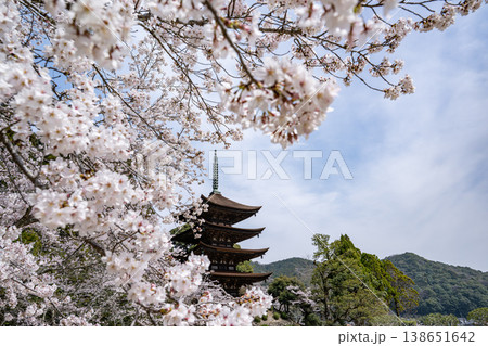 桜に囲まれた瑠璃光寺五重塔 桜に囲まれた瑠璃光寺五重塔 138651642