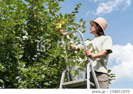 Woman standing on ladder in an orchard picking ripe green apples from fruit tree under clear sky. Natural organic gardening farming. Green lifestyle 138651970