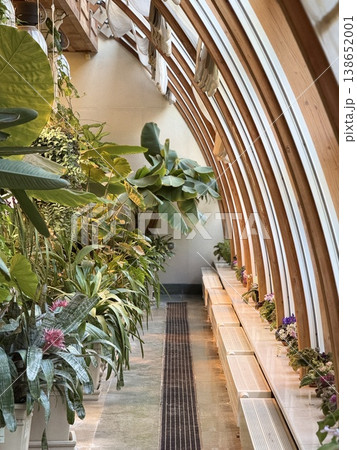 Indoor conservatory filled with diverse tropical plants and wooden benches, ideal as background 138652001