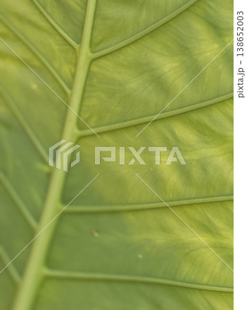 Closeup of leaf with visible veins creating natural patterns perfect for a green background Closeup of leaf with visible veins creating natural patterns perfect for a green background 138652003