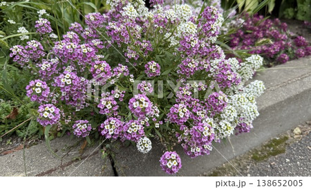 Vibrant alyssum flowers in bloom along garden edge showcasing pink and white blossoms Vibrant alyssum flowers in bloom along garden edge showcasing pink and white blossoms 138652005