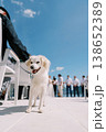 Loyal Dog Officiates Outdoor Wedding With Happy Guests In Scenic Urban Environment 138652389