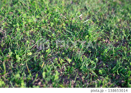 Young spring grass on the lawn. Green uncut meadow grass. Close-up view of fresh grass Young spring grass on the lawn. Green uncut meadow grass. Close-up view of fresh grass 138653014