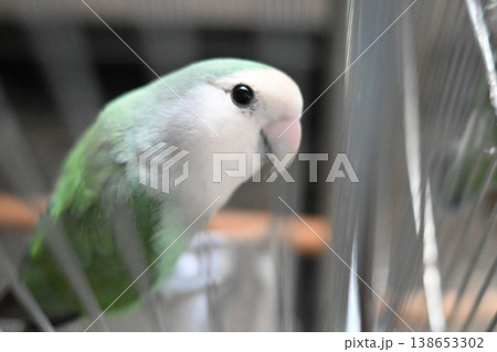 見つめるセキセイインコ 138653302