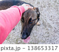 A hand gently stroking the head of a German Shepherd dog. 138653317