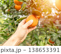 Hand picking a ripe orange from a tree in a sunny citrus orchard 138653391