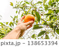 Hand picking a ripe orange from a tree in a sunny citrus orchard 138653394