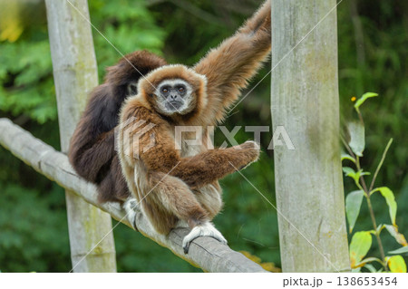 lar gibbon white-handed gibbon, an endangered primate in the gibbon family lar gibbon white-handed gibbon, an endangered primate in the gibbon family 138653454