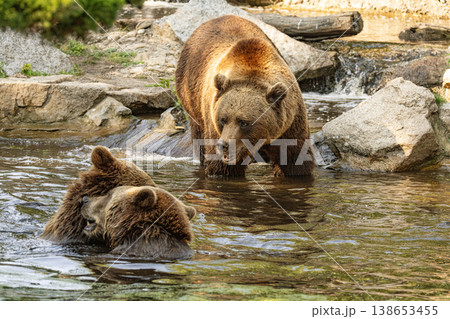 Wild brown bear ursus arctos 138653455