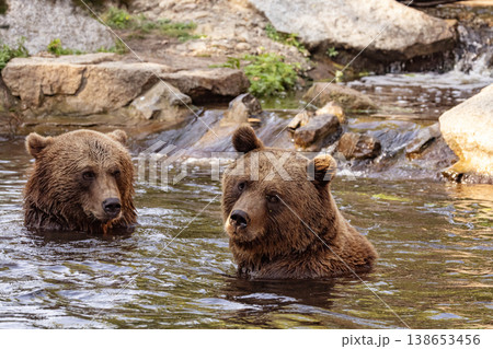 Wild brown bear ursus arctos Wild brown bear ursus arctos 138653456