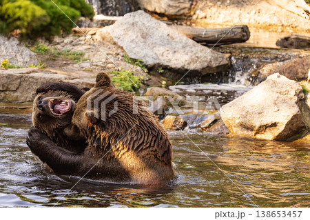 two Wild brown bear ,ursus arctos playing two Wild brown bear ,ursus arctos playing 138653457