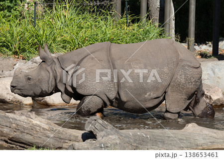 portrait of an adult rhinoceros on a sunny day on a natural background 138653461