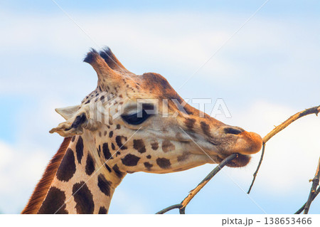 family of Giraffe Giraffa camelopardalis,with a baby. sticking out blue tongue family of Giraffe Giraffa camelopardalis,with a baby. sticking out blue tongue 138653466