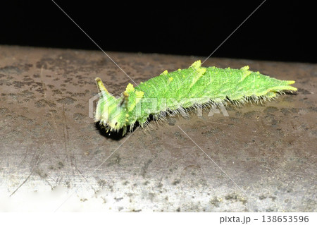 アカボシゴマダラの幼虫 138653596