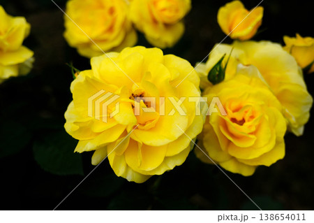黄色いバラ（伊豆の踊子） 138654011