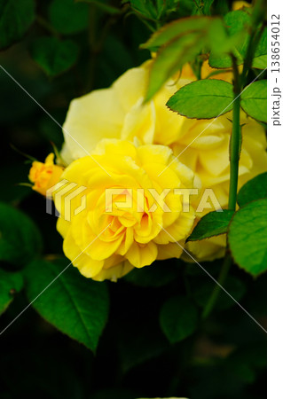 黄色いバラ（伊豆の踊子） 138654012