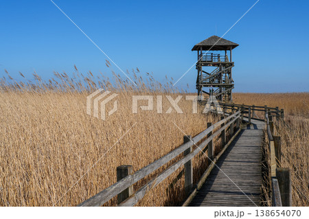 Wooden boardwalk leading to bird watching tower at Lake Liepaja Latvia early spring reeds 138654070