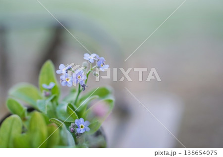 ベンチに勿忘草 ベンチに勿忘草 138654075