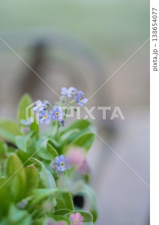 ベンチに勿忘草 ベンチに勿忘草 138654077