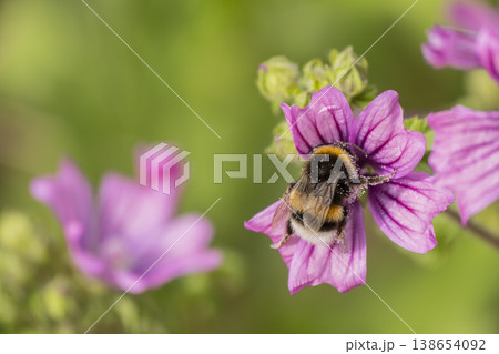 Bumblebee gathering nectar on vibrant flower.  138654092