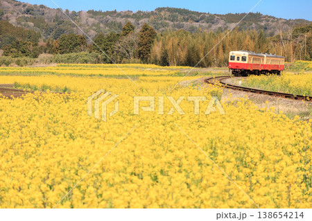 美しい黄色に染まった石神菜の花畑のなかを進む小湊鐵道 美しい黄色に染まった石神菜の花畑のなかを進む小湊鐵道 138654214