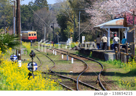 桜と菜の花が咲く春爛漫の小湊鐵道・里見駅で列車の到着を待っていた人達 桜と菜の花が咲く春爛漫の小湊鐵道・里見駅で列車の到着を待っていた人達 138654215