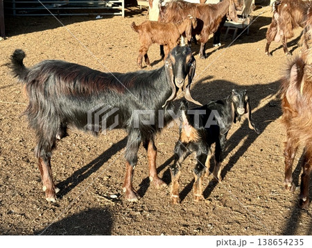 Goats on a livestock farm. Farm animal breeding. 138654235
