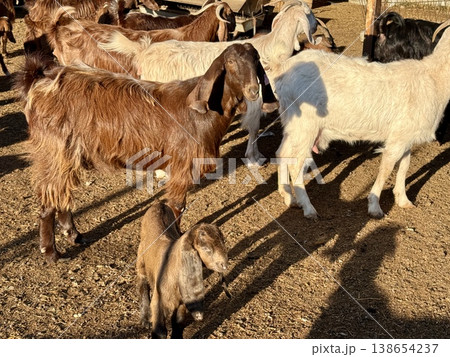 Goats on a livestock farm. Farm animal breeding. 138654237