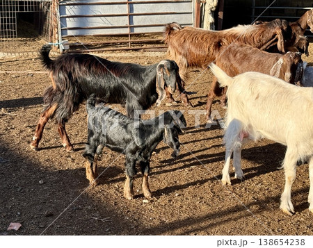 Goats on a livestock farm. Farm animal breeding. Goats on a livestock farm. Farm animal breeding. 138654238