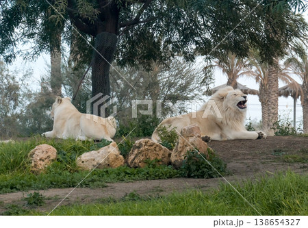 White Lion and lioness (lat. Panthera leo) White Lion and lioness (lat. Panthera leo) 138654327