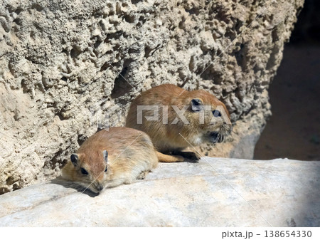 Fat sand rat (lat.- Psammomys obesus) 138654330